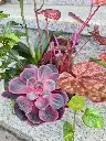 20250429_175528.webp
