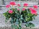 20250513_172728.webp
