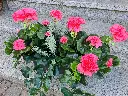 20250513_172718.webp