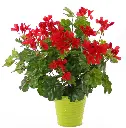 730879ro.webp