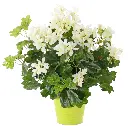 730879wi.webp