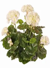 Geranie stehend (weiss)