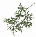 Grünzweig Olive UV-Schutz
