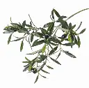 Grünzweig Olive mit Früchten