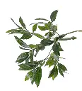 Grünzweig Lorbeer