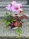 Gesteck mit Orchideen in Schale