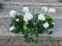 Blumenkasten Geranien 60cm