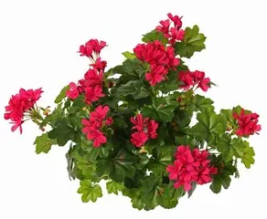 Geranie hängend & stehend 