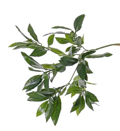Grünzweig Lorbeer